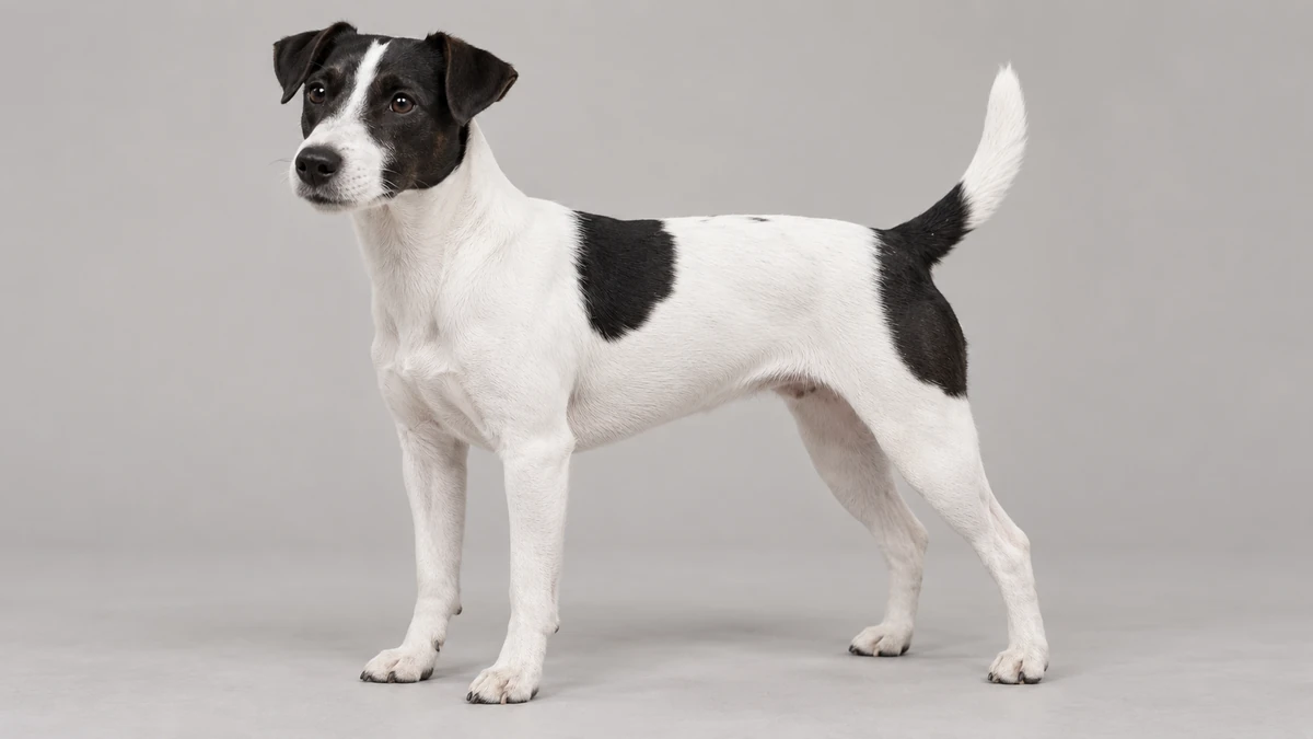 Jack Russell Terrier köpek — beyaz + siyah renk